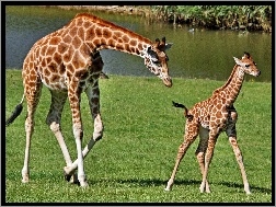 Młode, Żyrafa, Mama